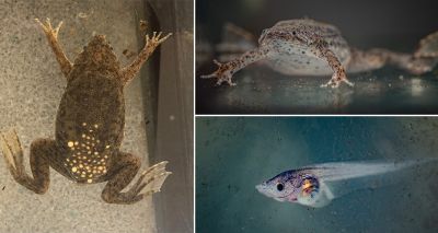 Rare aquatic toads born at Chester Zoo
